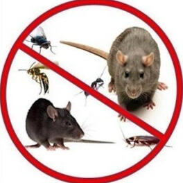 Rodents Ants Wasps Nest removal, rodents